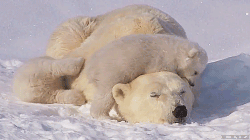 bear animated GIF
