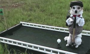learn animated GIF