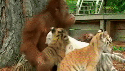 monkey animated GIF
